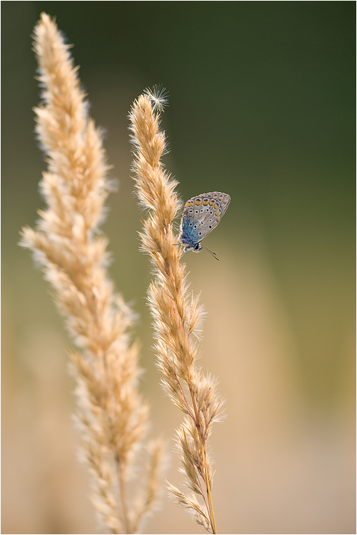 morgens in der Wiese II