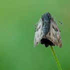 Morgens in der Wiese - Malven Dickkopffalter