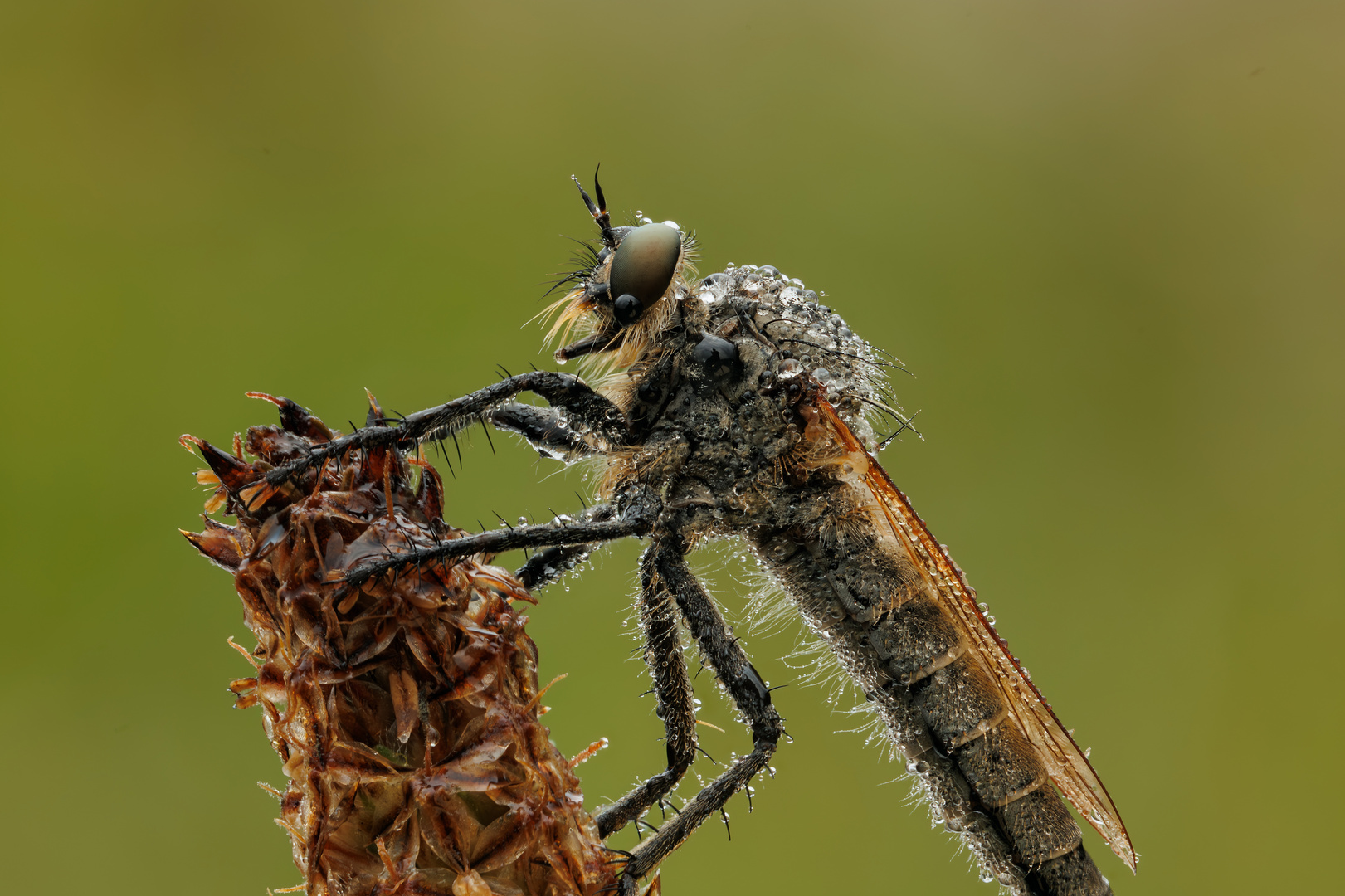 Morgens in der Wiese - Raubfliege