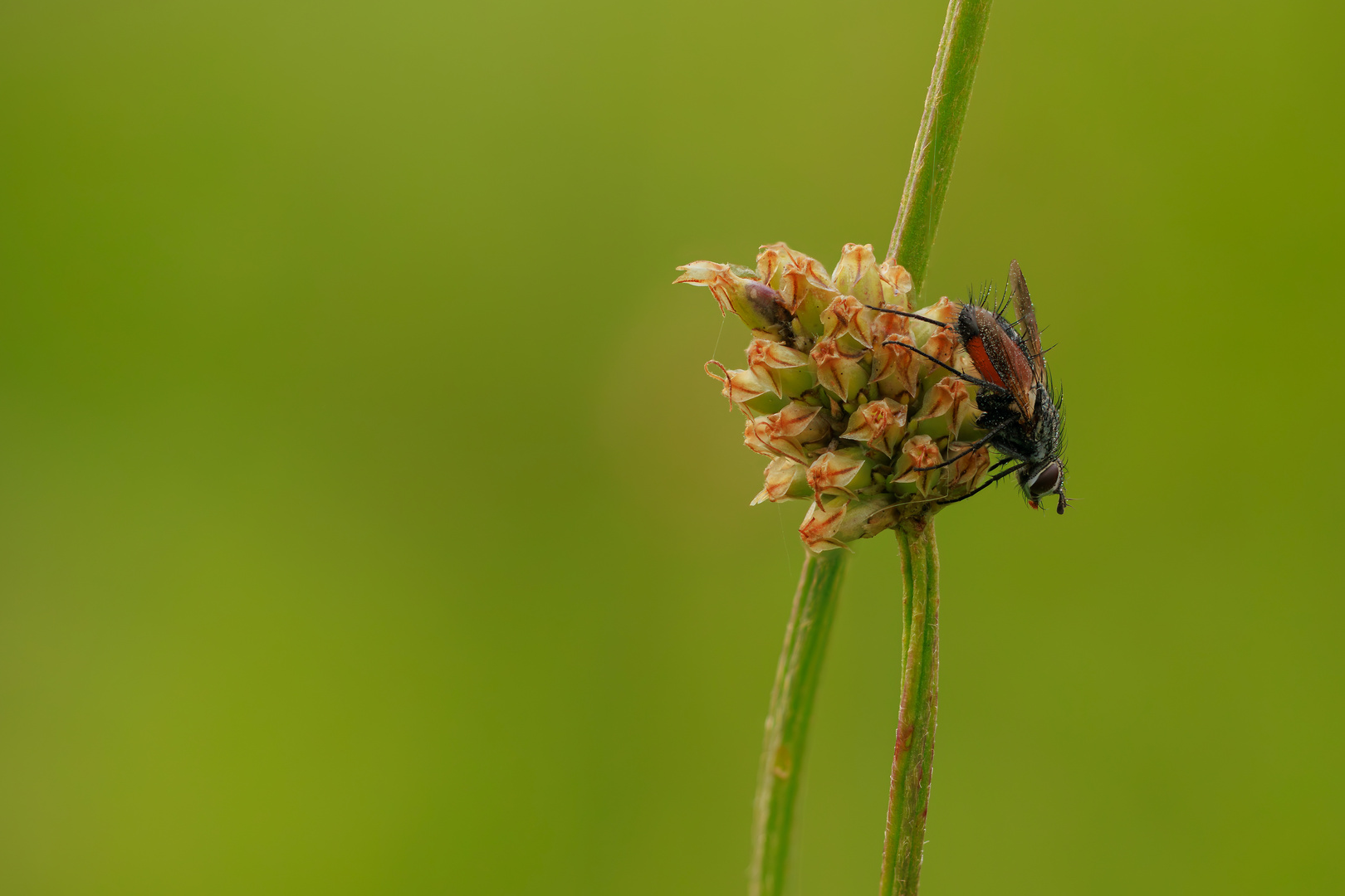 Morgens in der Wiese - Raupenfliege