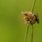 Morgens in der Wiese - Raupenfliege