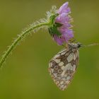 Morgens in der Wiese - Schachbrettfalter