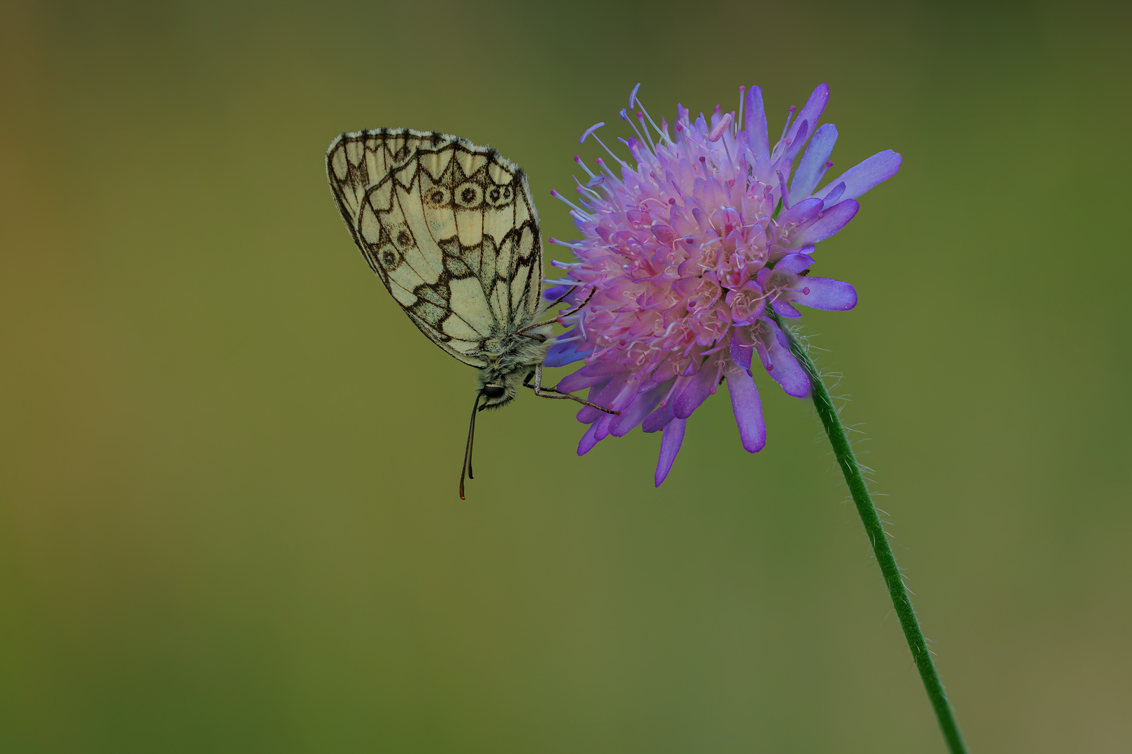 Morgens in der Wiese - Schachbrettfalter