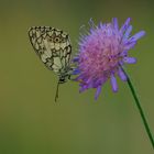 Morgens in der Wiese - Schachbrettfalter