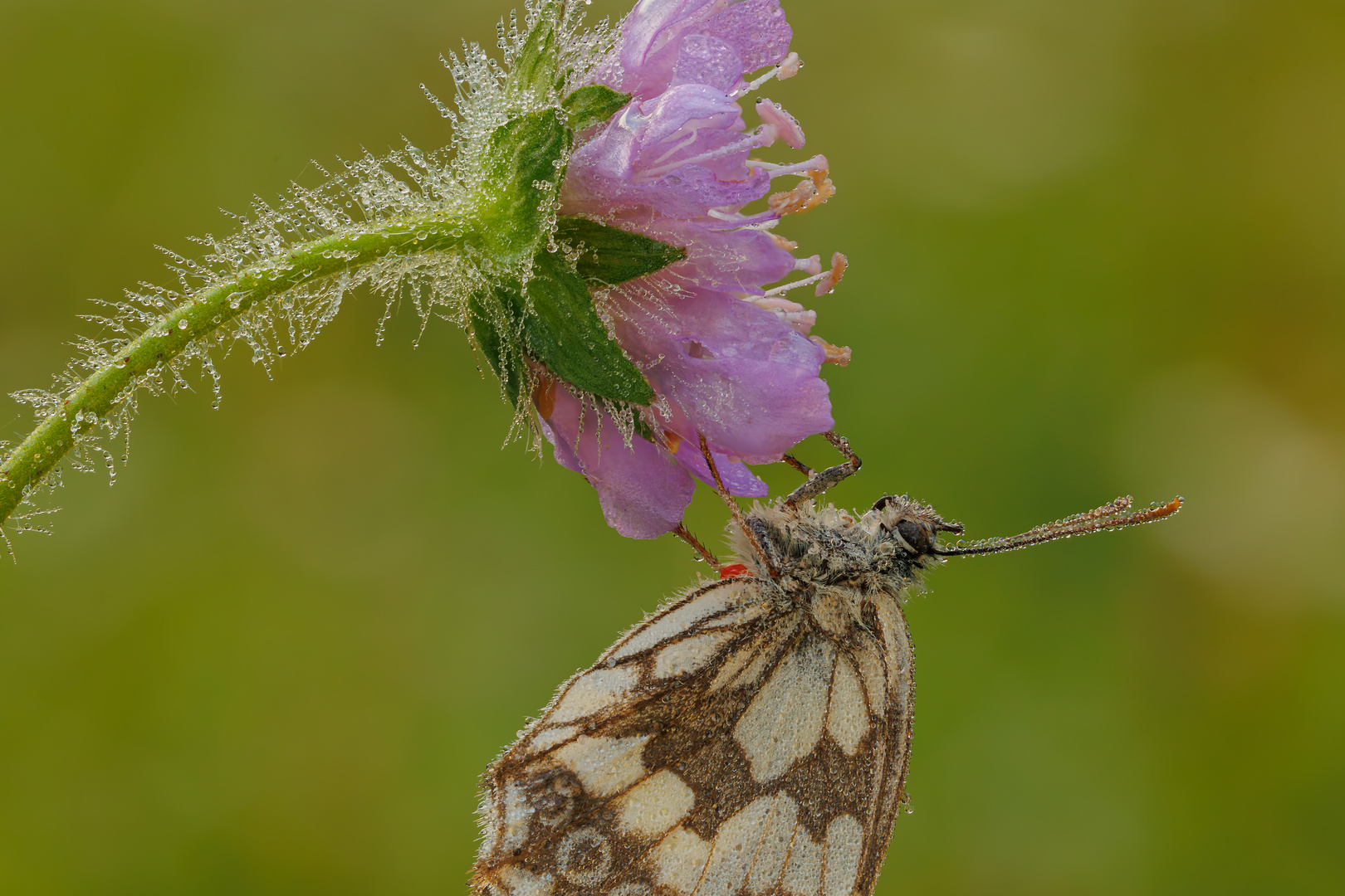 Morgens in der Wiese - Schachbrettfalter