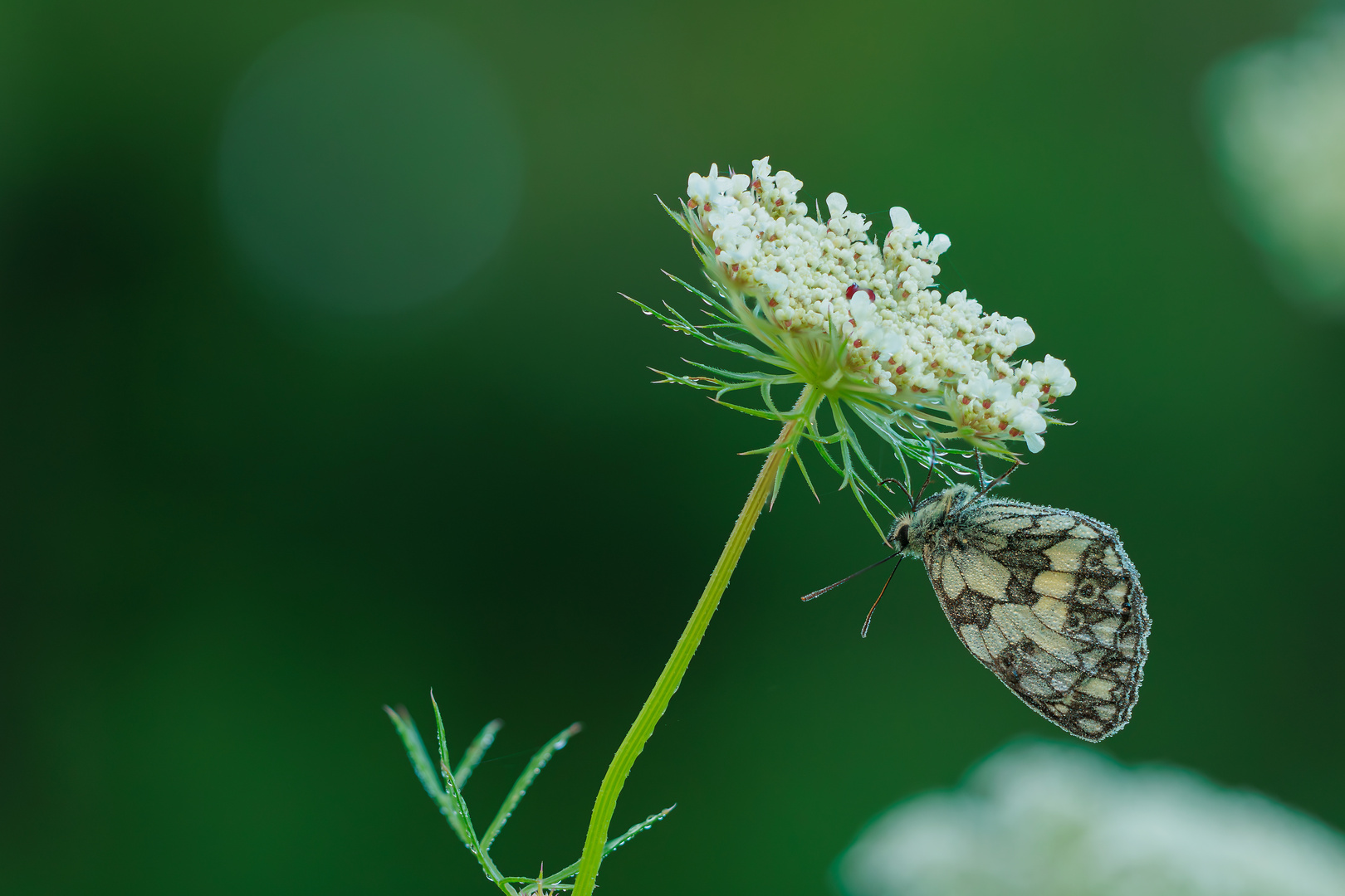 Morgens in der Wiese - Schachbrettfalter