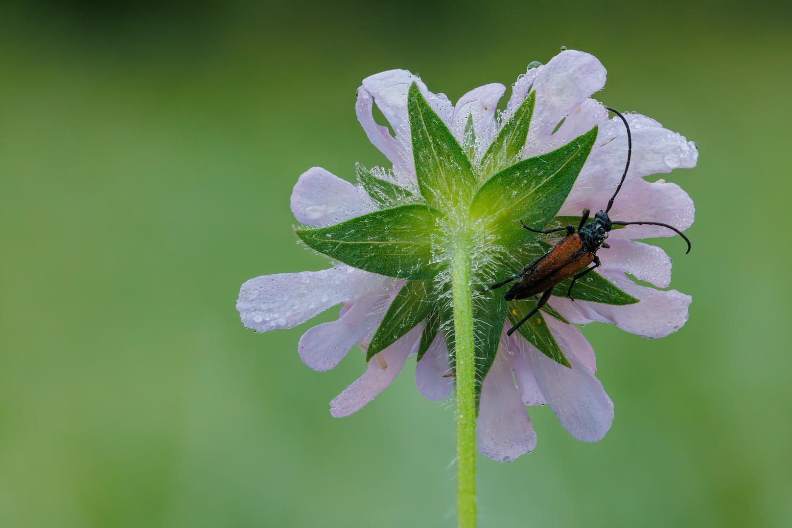 Morgens in der Wiese - Schlafplatz des Schmalbocks eine Acker-Witwenblume