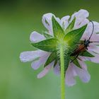 Morgens in der Wiese - Schlafplatz des Schmalbocks eine Acker-Witwenblume