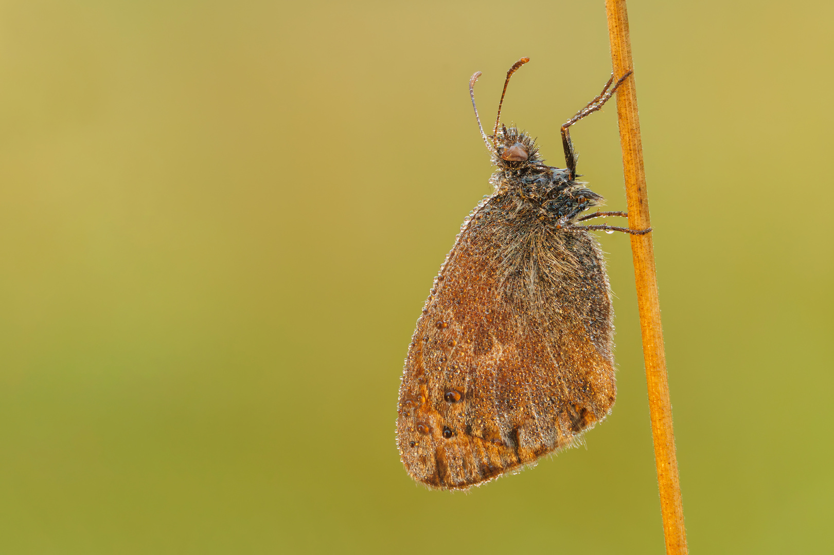 Morgens in der Wiese - Tautropfenfalter