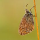 Morgens in der Wiese - Tautropfenfalter