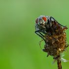 Morgens in der Wiese - übersät mit Tautropfen