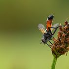 Morgens in der Wiese - wartend auf die Sonnenstrahlen