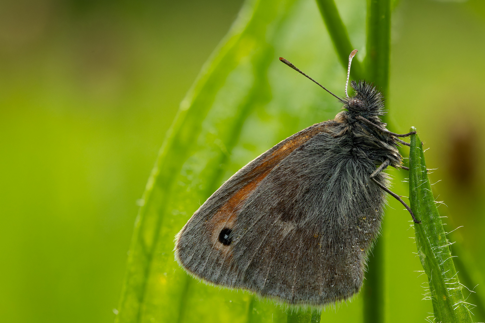 Morgens in der Wiese - Wiesenvögelchen