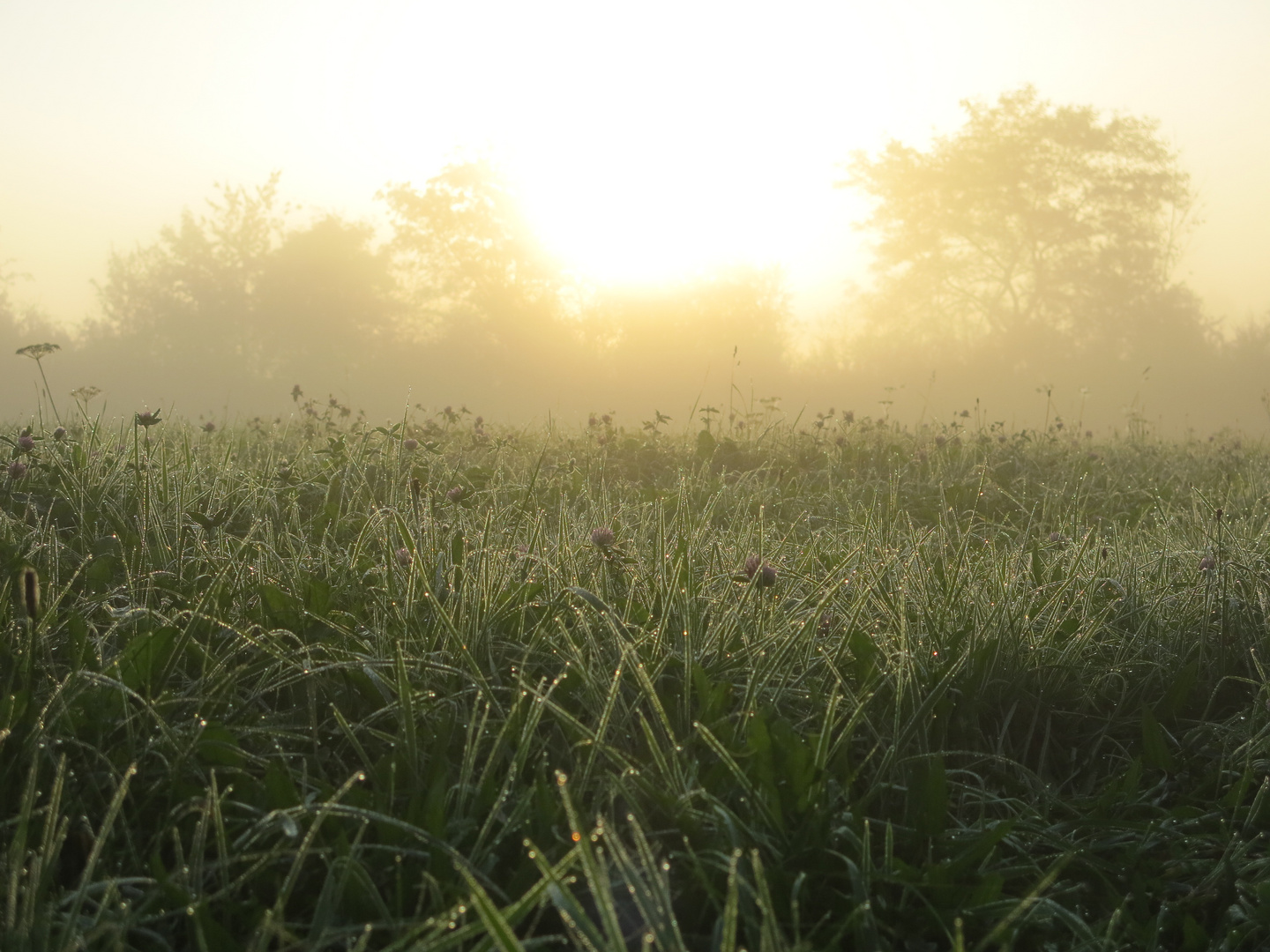 Morgens in Grillenburg