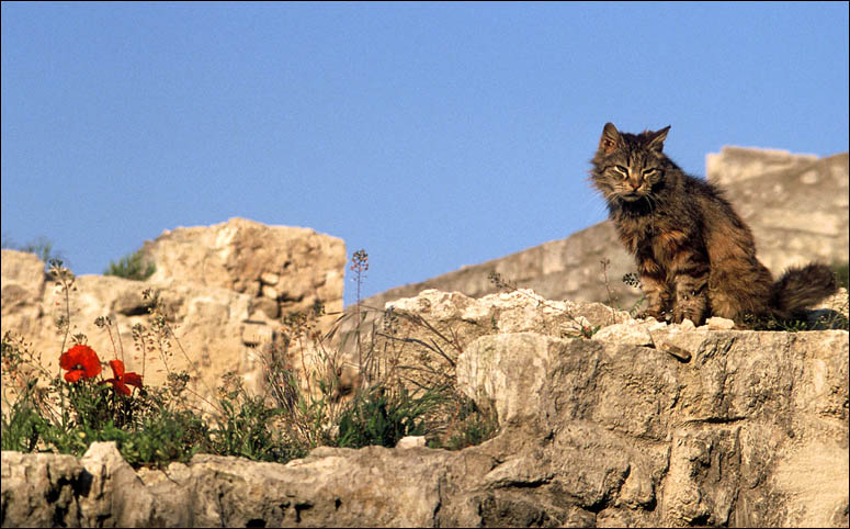 Morgens in Le Baux