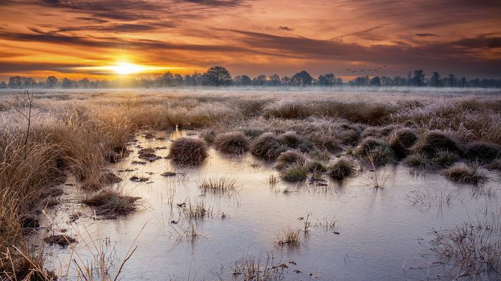 Morgens in "meinem Moor"