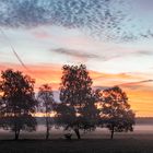 Morgens in Reinsehlen, Lüneburger Heide