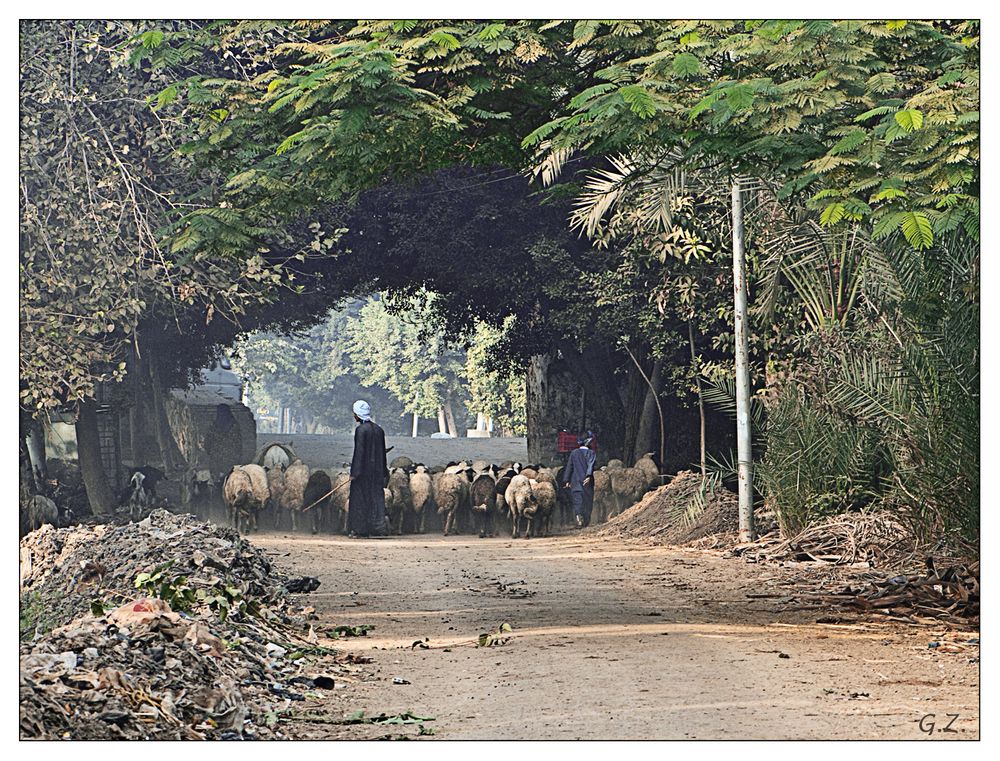 Morgens in Sakkara