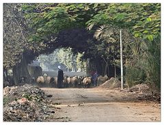 Morgens in Sakkara