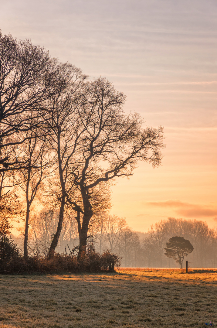 Morgens in Schermbeck