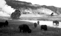 Morgens in Yellowstone