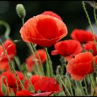 Morgens mal Mohn