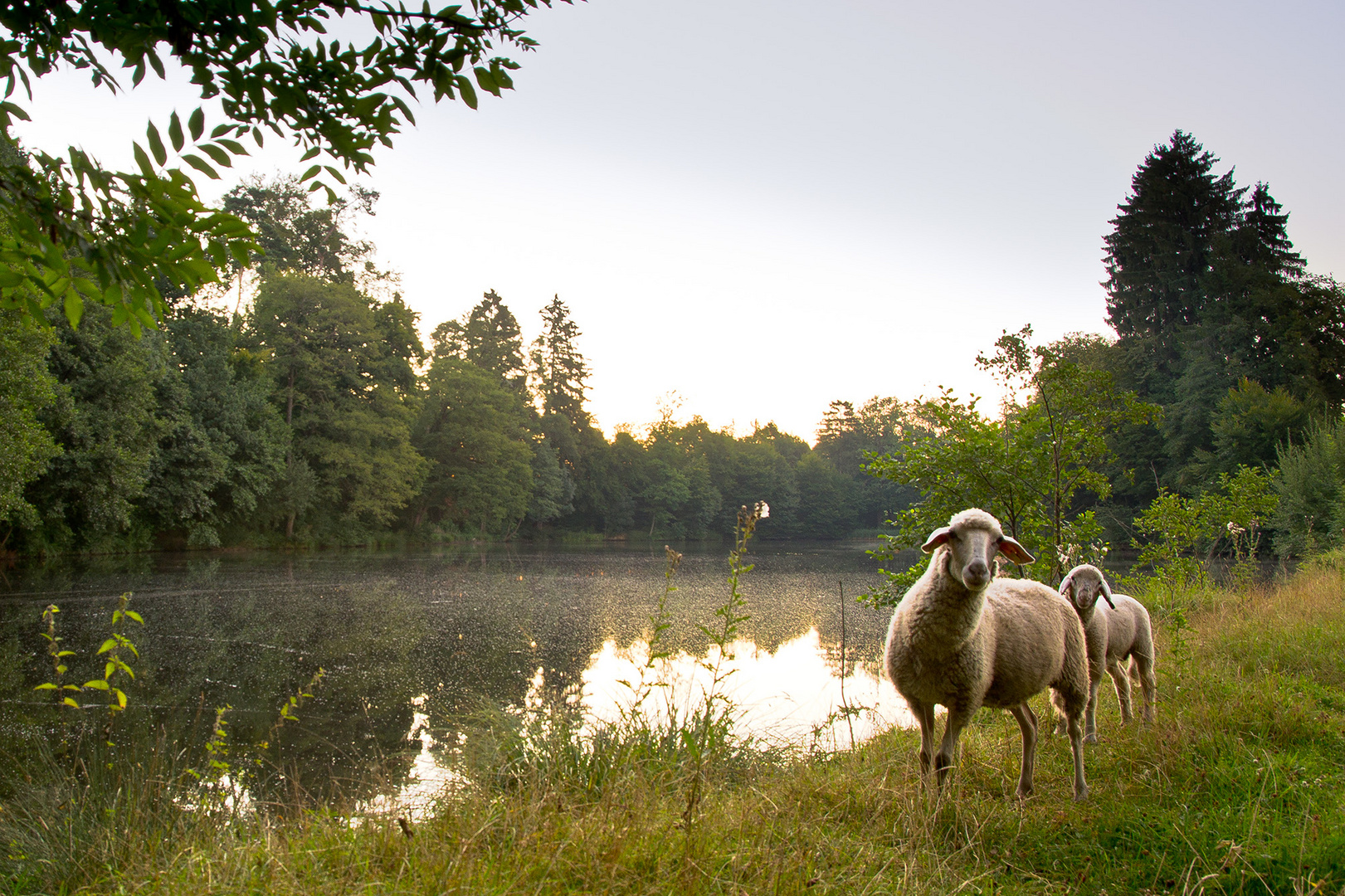 Morgens mit Begleitung am Weiher