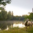 Morgens mit Begleitung am Weiher