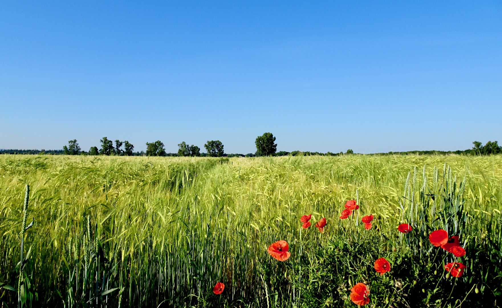 Morgens, mit Mohnblüten im Feld