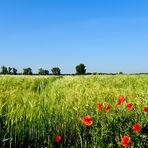 Morgens, mit Mohnblüten im Feld