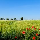 Morgens, mit Mohnblüten im Feld