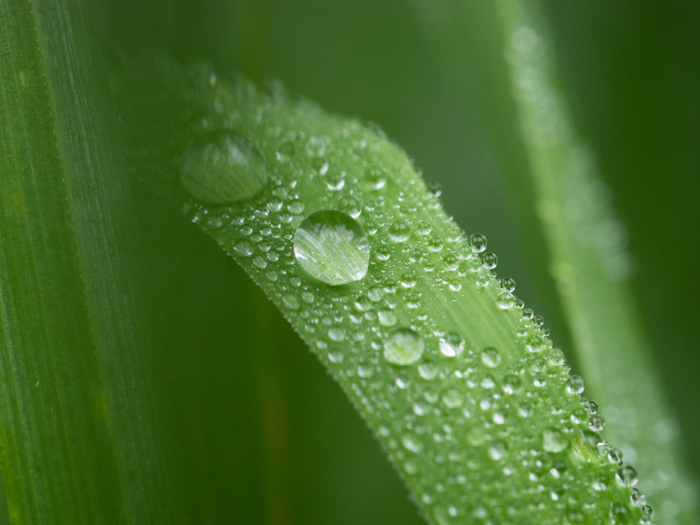 morgens nach dem Regen ...