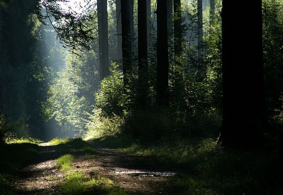 Morgens nach dem Regen