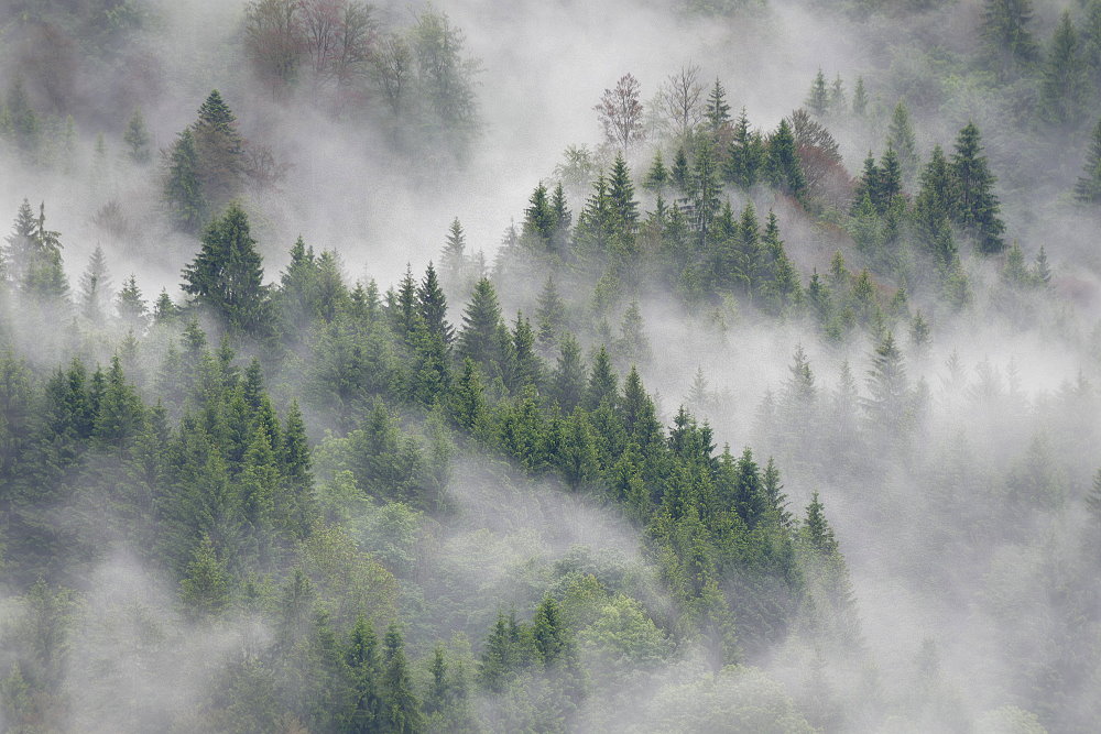 Morgens nach dem Regen