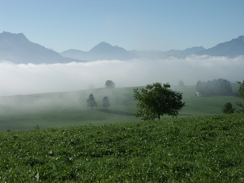 morgens Nebel im Allgäu