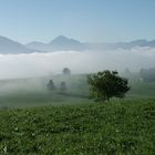 morgens Nebel im Allgäu