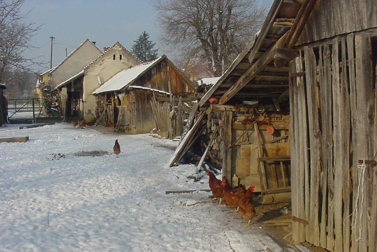 Morgens um 10 auf dem Hühnerhof