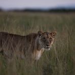 Morgens um 6 in der Masai Mara ...