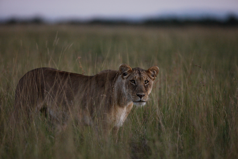 Morgens um 6 in der Masai Mara ...