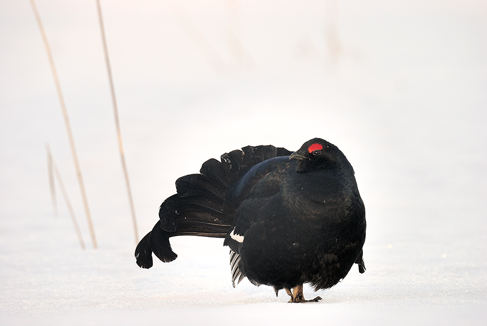 Morgens um 6 Uhr - Junger Birkhahn