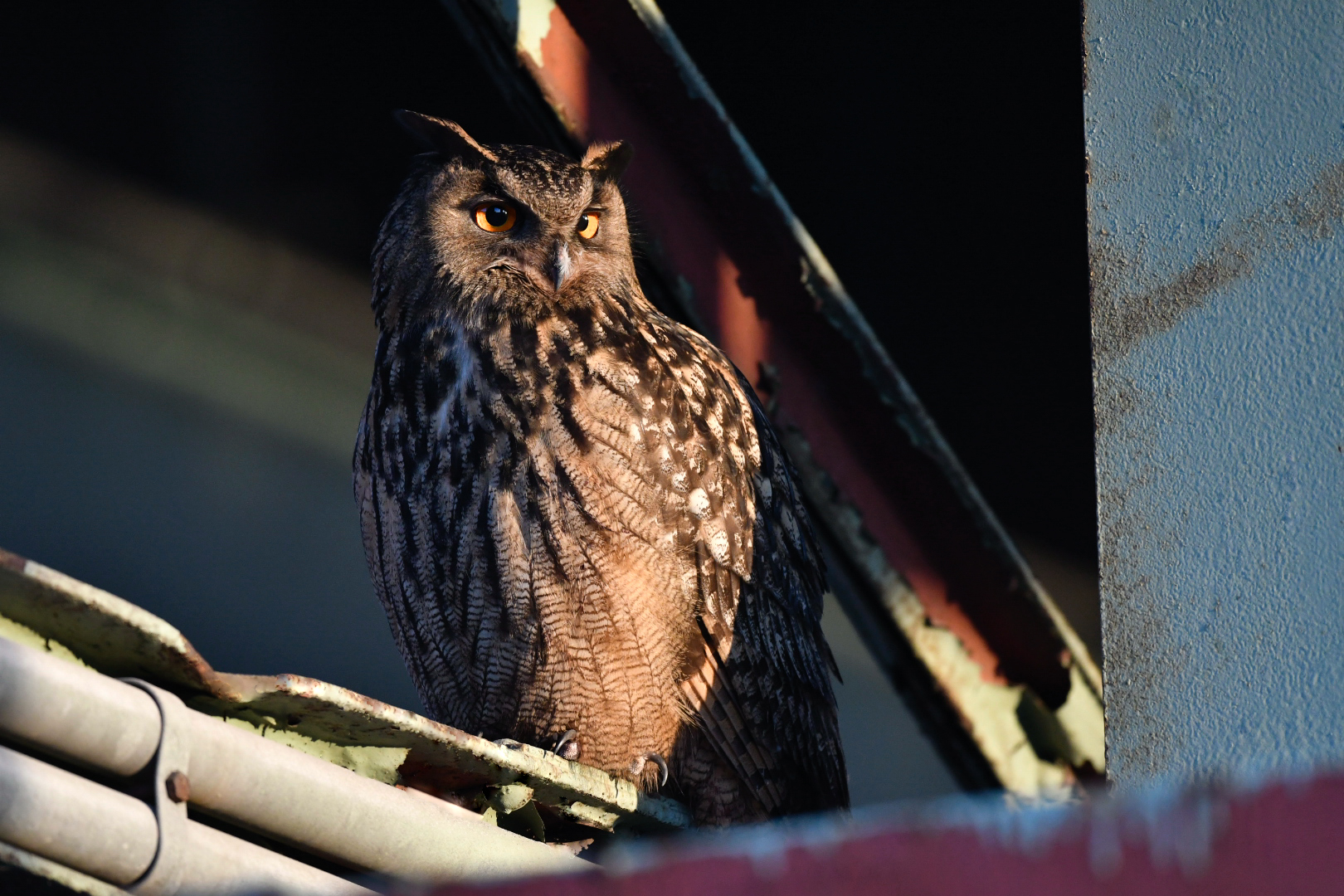 Morgens um 7 Uhumännchen Foto &amp; Bild | natur, männchen, tiere Bilder ...