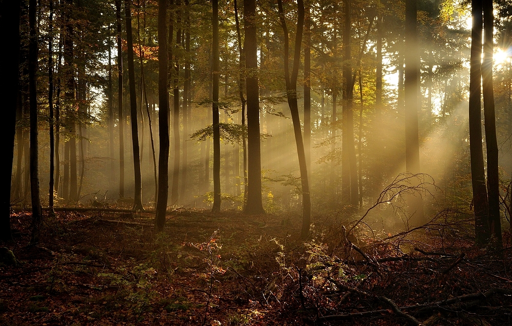 Morgens um 8, die ersten Sonnenstrahlen bringen den Pfälzerwald zum...