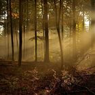 Morgens um 8, die ersten Sonnenstrahlen bringen den Pfälzerwald zum...