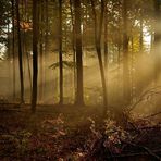 Morgens um 8, die ersten Sonnenstrahlen bringen den Pfälzerwald zum...