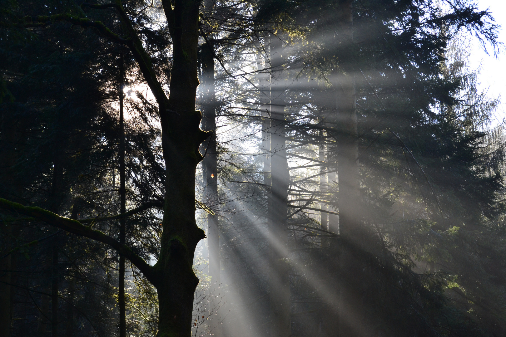 morgens um 9 ist die Welt noch in Ordnung - Sonnenstrahlen im Wald 