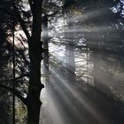 morgens um 9 ist die Welt noch in Ordnung - Sonnenstrahlen im Wald 