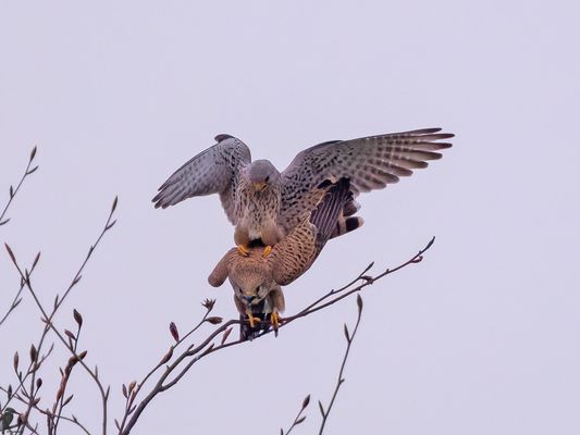 "Morgens um sieben...