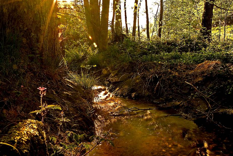 morgens um sieben ist der wald noch in ordnung