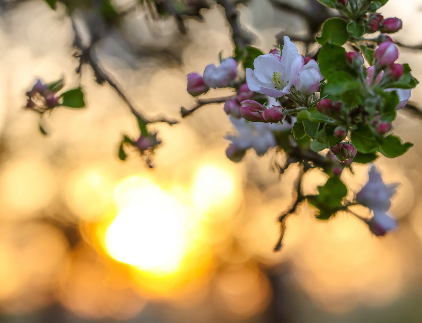 Morgens unterm Apfelbaum