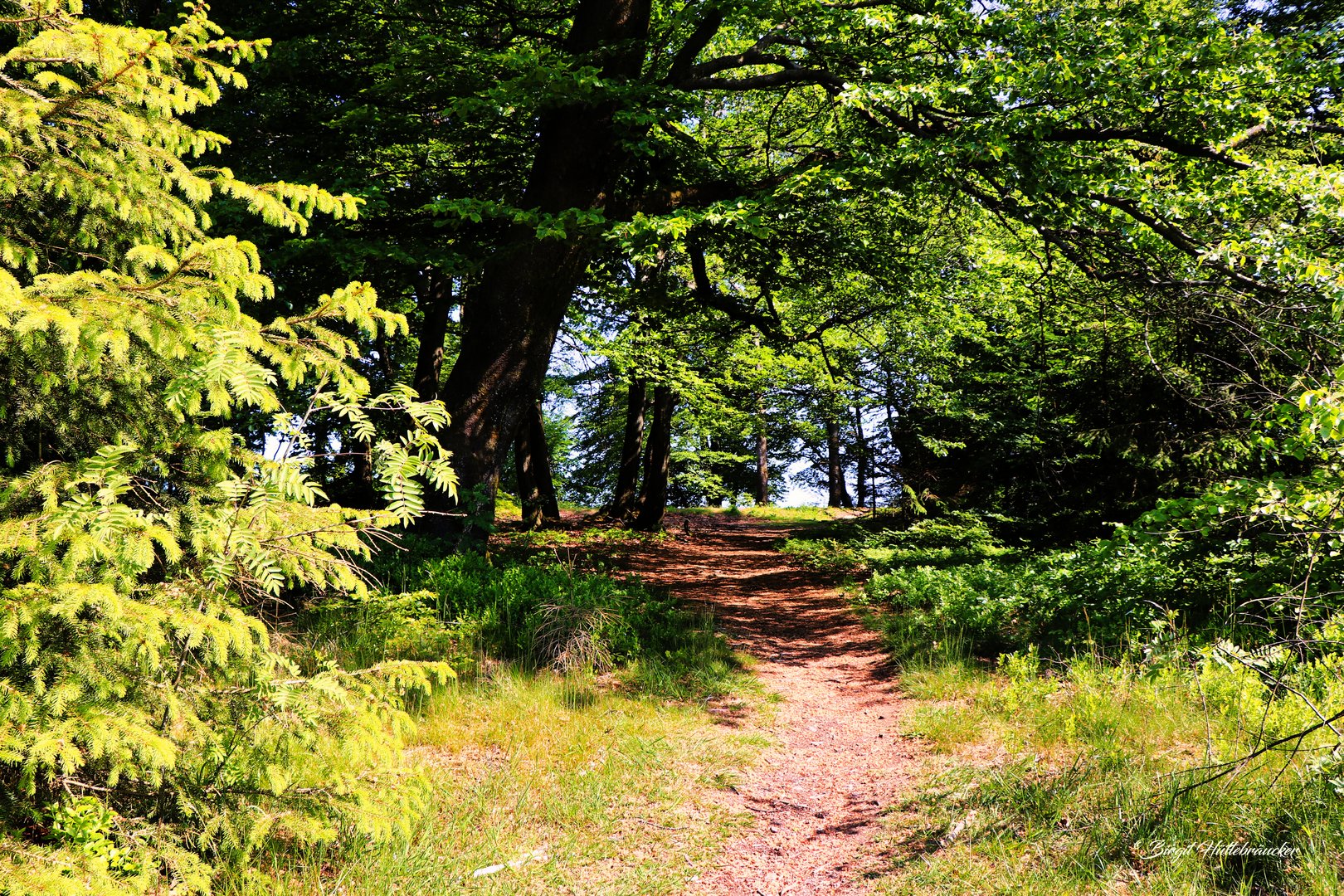 Morgens unterwegs im Wald